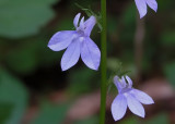 Lobelia appendiculata
