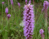 Liatris pycnostachya