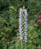 Liatris pycnostachya
