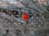 Cardinal....