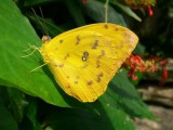 The Butterfly Conservatory at Niagara Falls