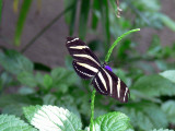 The Butterfly Conservatory at Niagara Falls