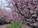 New life... spring fruit tree blossoms...