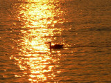Liquid Gold..... Sunrise at Port Credit Marina