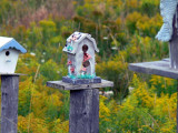 The fence post bird houses at Stokes Bay, Bruce Peninsula, Ontario