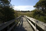 Sunken Forest Pathway