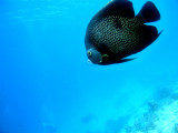 French Angelfish