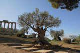 old olive tree