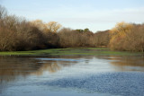 Pond in Winter