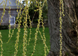 weeping willow's first blooms