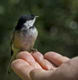 chickadee