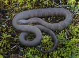 Northern Watersnake