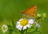 European Skipper