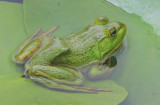 Bullfrog