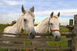 White Horses2.jpg
