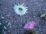 white bloom