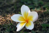 Plumeria