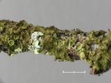 Vrtig skldlav - Melanohalea exasperata - Camouflage lichen