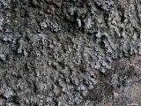 Frglav - Parmelia saxatilis - Salted shield