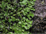 Aspkranslav - Phaeophyscia ciliata - Smooth shadow lichen