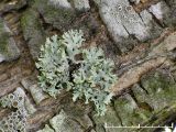 Finlav - Physcia tenella - Fringed rosette