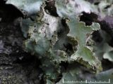 Nverlav - Platismatia glauca - Ragbag or Varied rag lichen