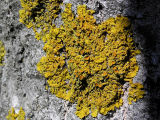 Vgglav - Xanthoria parietina - Common orange lichen