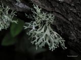 Slnlav - Evernia prunastri - Oakmoss lichen
