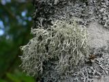 Slnlav - Evernia prunastri - Oakmoss lichen