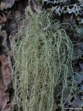 Skgglav - Usnea filipendula - Fishbone beard lichen