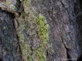 Grn spiklav - Calicium viride - Green stubble lichen