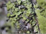 Grn spiklav - Calicium viride - Green stubble lichen