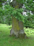 Gulmjl - Chrysothrix candelaris - Gold dust lichen