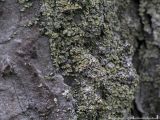 Flarnlav - Hypocenomyce scalaris - Common clam lichen