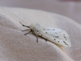 Prickig tigerspinnare - Spilosoma lubricipedum - White ermine