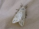 Prickig tigerspinnare - Spilosoma lubricipedum - White ermine