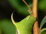 Ligustersvrmare - Sphinx ligustri - Privet Hawkmoth