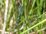 Sjöflickslända - Enallagma cyathigerum - Common Bluet