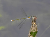 Pudrad smaragdflickslnda - Lestes sponsa - Common Spreadwing