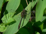 Guldtrollslnda - Cordulia aenea - Downy Emerald