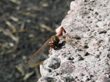 Tegelrd ngstrollslnda - Sympetrum vulgatum - Moustached Darter