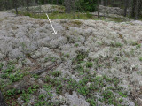 Gr renlav - Cladonia rangiferina - Gray reindeer lichen