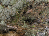 Bgarpslav - Cladonia deformis - Lesser sulphur-cup