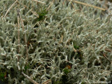 Pigglav - Cladonia uncialis - Thorn cladonia
