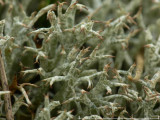 Pigglav - Cladonia uncialis - Thorn cladonia