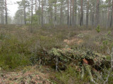 Trasig pslav - Cladonia sulphurina - Greater sulphur-cup