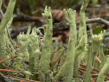 Trasig pslav - Cladonia sulphurina - Greater sulphur-cup