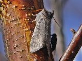 Bjrkgulhornspinnare - Achlya flavicornis - Yellow Horned