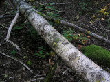 Aspkranslav - Phaeophyscia ciliata - Smooth shadow lichen