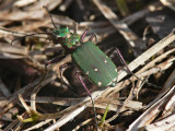 Grn sandjgare - Cicindela campestris - Green Tiger Beetle